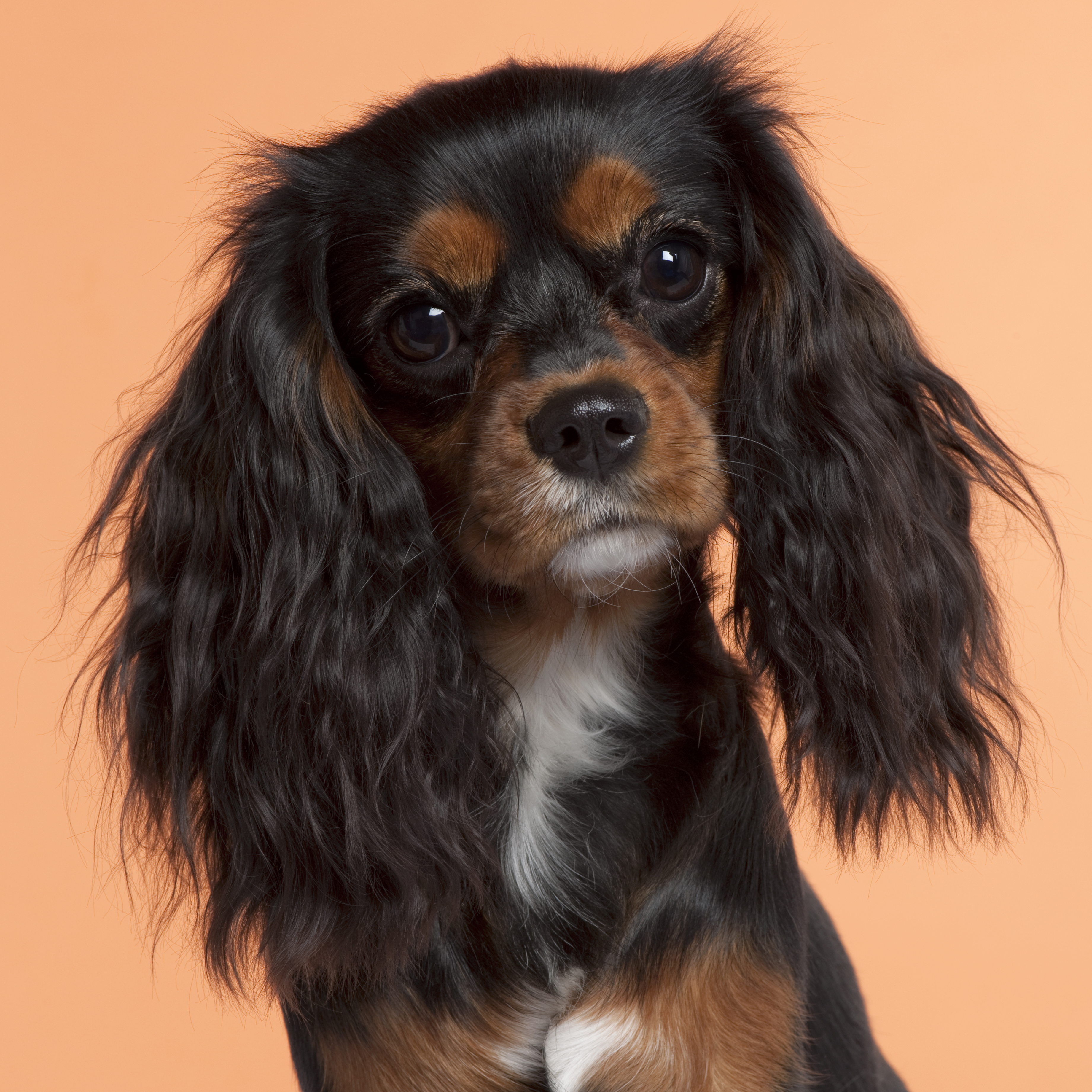 Cavalier king charle